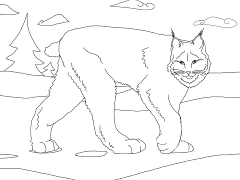 Cute Canada Lynx Coloring Page